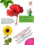 Flyer-35
