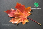 postcard-919 FrontSide