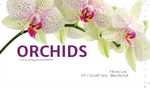 Orchids Front