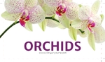 Orchids Back