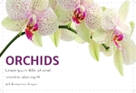 Orchids FrontSide
