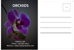 Orchids BackSide