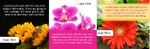 Colorful Flowers