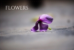 Say it With Flowers! FrontSide